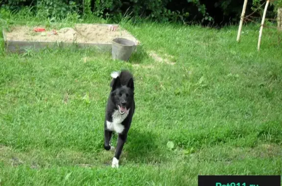 Пропала собака в Ялге, черно-белый окрас, шипастый ошейник