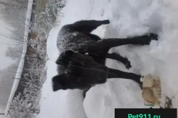 Собаки потеряшки, Кострома, фото: Потеряшка собака в Костроме