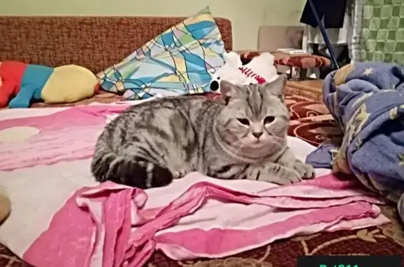 Найден полосатый кот на ул. Новосибирская, Томск
