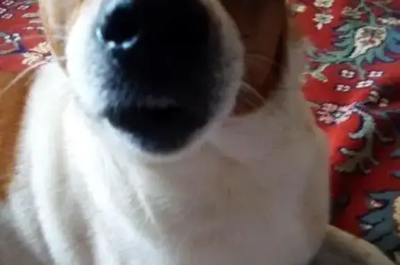 Собаки потеряшки, Михальское, фото: Потеряшка собака в Рязанской области, село Старое Тонино