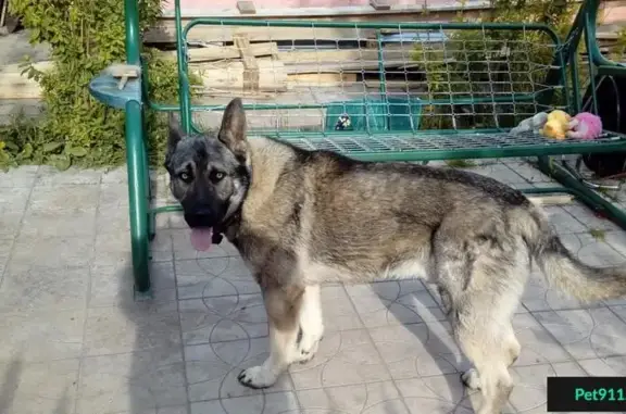 Пропала собака в г. Елец, Липецкая область