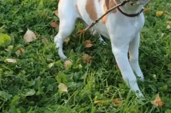 Пропала собака Бигль в Обручевском районе