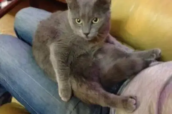 Пропала кошка в Коньково, ищем британца или русскую голубую породу.