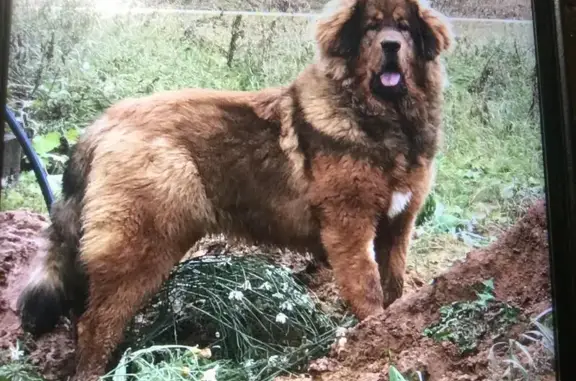 Пропала собака красного окраса в деревне Пятница, Московская область