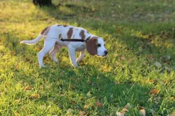 Пропала собака Бигль в Обручевском районе Москвы