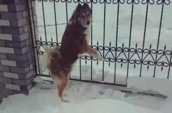 Пропала собака Грей в Арзамасе, Нижегородская область