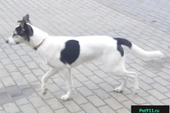 Пропала собака Боня в парке Северное Тушино, Москва.