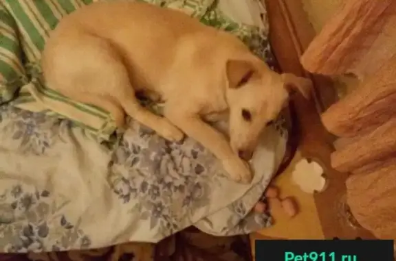 Пропала собака в Коломне, найден белый щенок возле 10 школы.