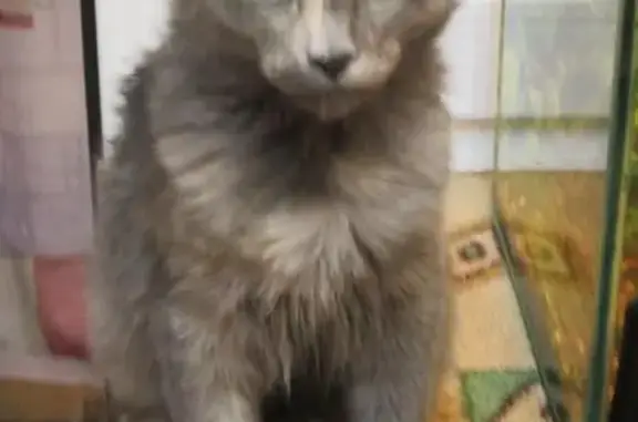 Пропала кошка Шама в районе Военного городка, Краснодарский край