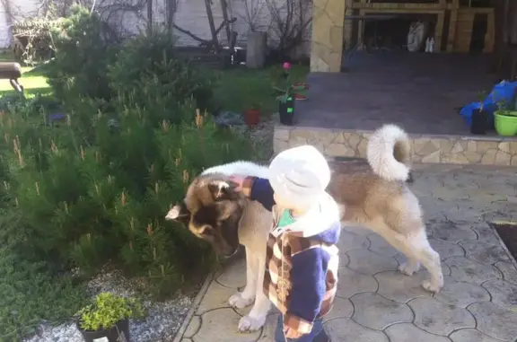 Собаки потеряшки, Малая Тополевка, фото: Потеряшка собака в Малой Тополевке, любит детей