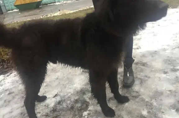 Найдена собака на улице Верхние Поля