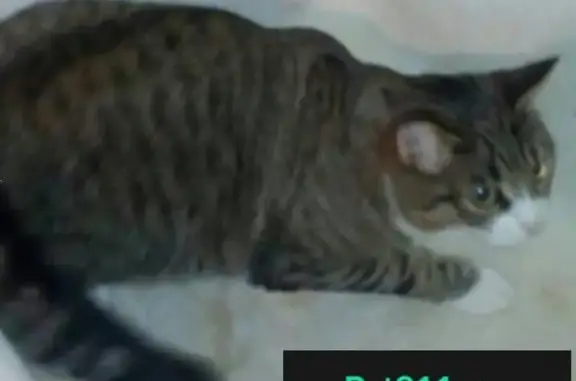 Пропала кошка Мурка на Ленинградском шоссе 25