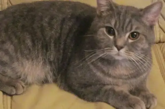 Найден спокойный кот в Уфе, порода неизвестна