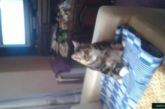 Кошки потеряшки, Дракино, фото: Потеряшка кошка в Дракино, Московская обл.