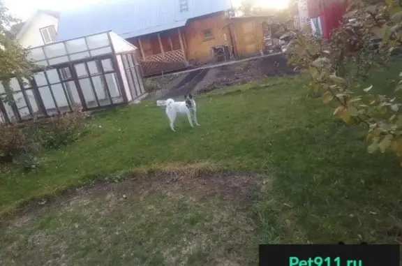 Собаки потеряшки, Солнечная Поляна, фото: Потеряшка лайка в районе п. Солнечная поляна, Жигулёвск