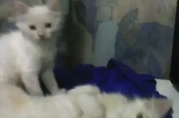 Пропали два белых котика в Солнечногорске