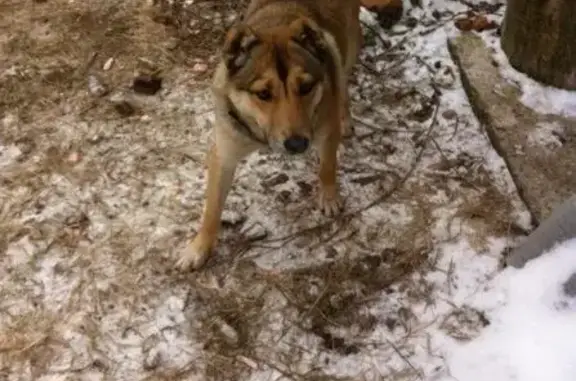 Пропала собака Кобель в Салавате, нужна новая семья.
