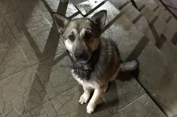 Найдена собака на ул. Капитана Рачкова в Кстово