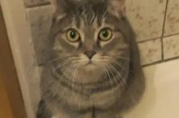 Потерянные животные Владивосток, фото: Пропала кошка Бетти в Купавне