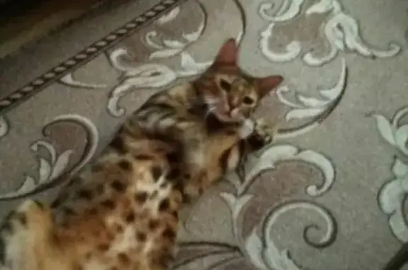 Пропал кот бенгальской породы возле отеля Вилла де Вилль на Нариманова, Ростов-на-Дону.
