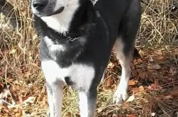 Пропала собака в Севастополе: метис Хаски Марс, чёрно-белый окрас, разноцветные глаза, в районе ул. Фадеева.