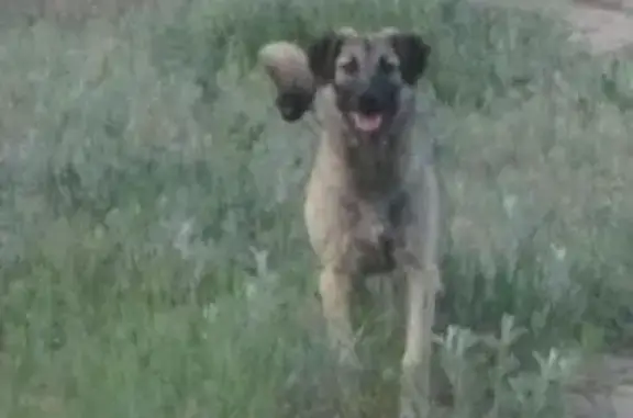 Пропала собака в О.Зеленом, Волжский