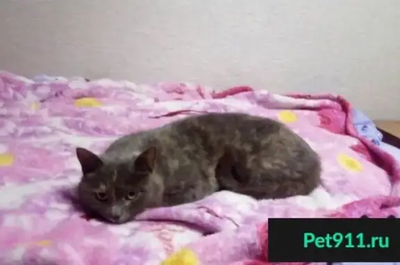 Пропала кошка НАЙДЕНА на Чкалова 50 в Дзержинске