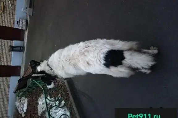 Пропала белая собака с пятнами в Москве