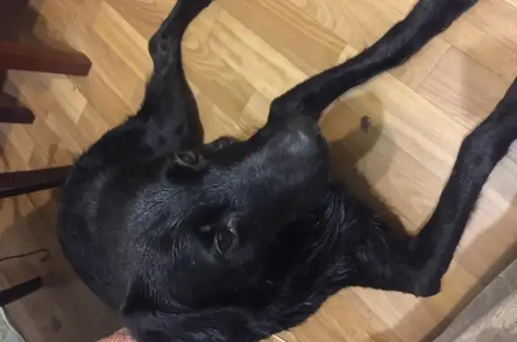 Собака найдена в Новогиреево, Москва