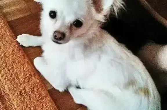 Пропала собака в Серпухове: белая чихуахуа Боб, нуждается в помощи ветеринара