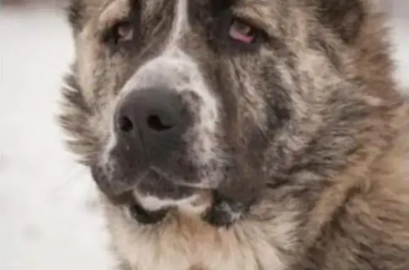 Пропала собака, найден щенок алабая в Люберцах