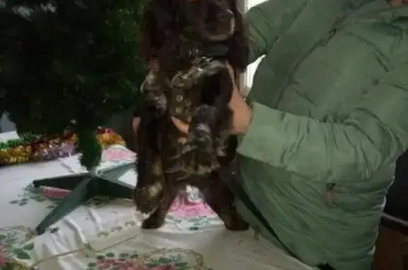 Пропала собака в Одинцовском районе, найден коричневый спаниель.