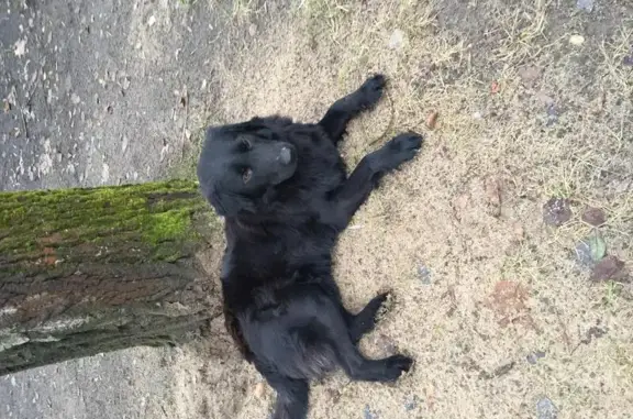Найдена чёрная собака в парке Покровское-Стрешнево (Москва)