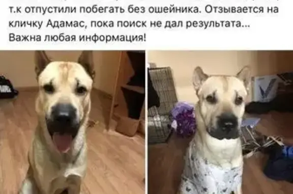 Пропала собака в Сормово, Нижний Новгород!