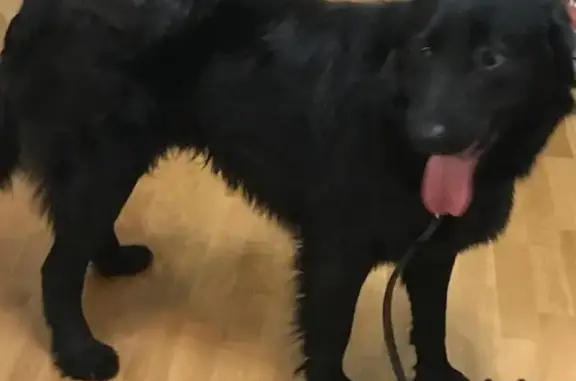 Пропала собака, найден черный кобель на Ленинградском проспекте, Москва.