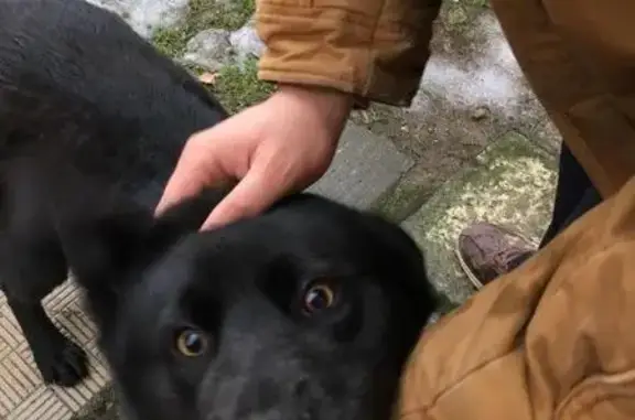 Пропала и найдена чёрная собака в Павловском Посаде