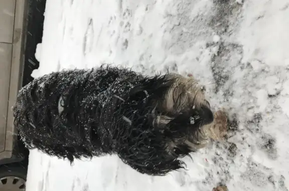 Найдена собака, Нижний Новгород, фото: Собака на Горной, 11к3: маленькая и чёрная в шлейке