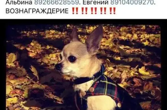 Пропала собака в Москве на ш. Энтузиастов