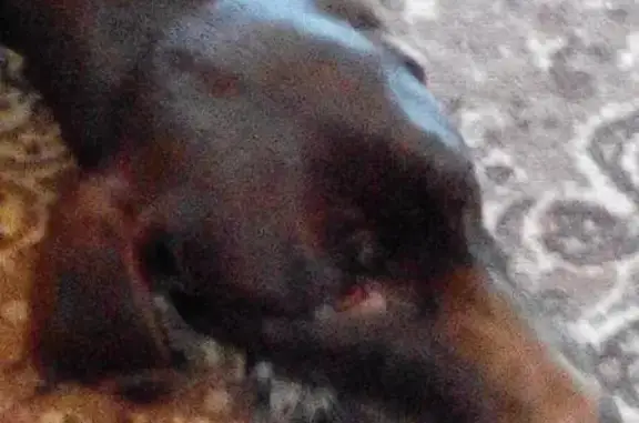 Найдена собака в Пятигорске, порода курцхаар, ищем хозяев.