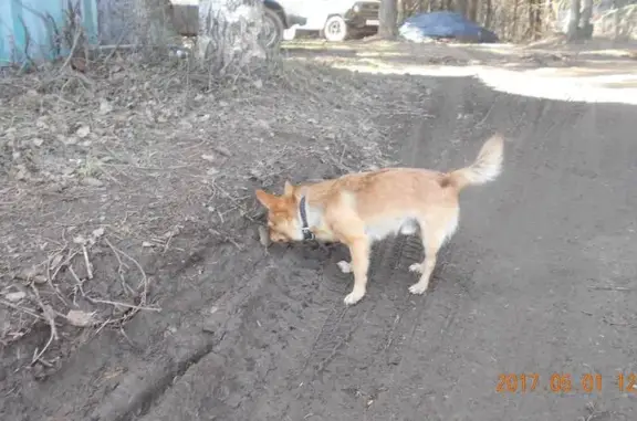 Пропала собака с шрамом в Кирове, Нововятский район