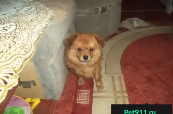 Пропала собака Лео в деревне Некрасовка