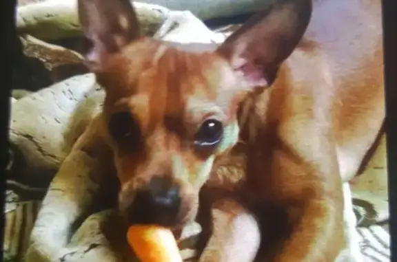 Собаки потеряшки, СНТ Сталевар, фото: Потеряшка собака в СНТ Сталевар, Удмуртская Республика