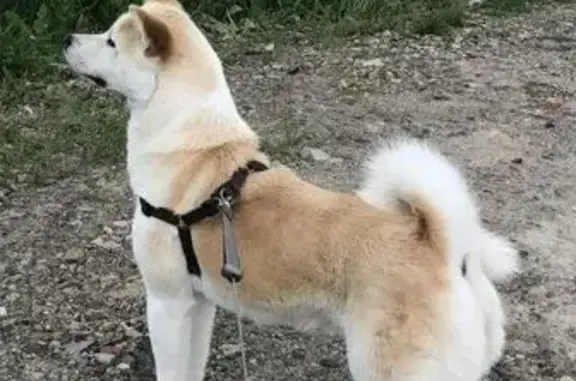 Пропала собака в Пролетарском районе Ростова-на-Дону