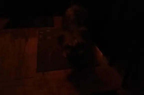 Найдена собака, Нижний Новгород, фото: Найдена собака на ул. Куйбышева, 20