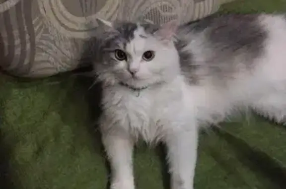 Пропала кошка с ошейником в Октябрьском районе, Новосибирск