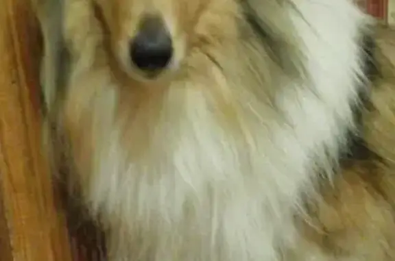 Пропала собака породы Колли в Николо-Ушне, Владимирская область
