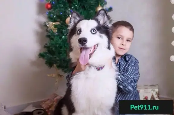 Пропала пушистая собака с голубыми глазами в Октябрьском, Республика Башкортостан