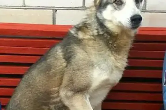 Собаки потеряшки, Климово, фото: Потеряшка собака в лесу на трассе г. Новозыбков, Брянская обл.