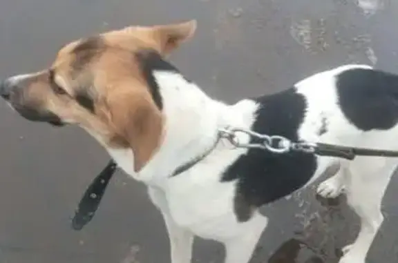 Найдена собака на Вешняковской улице, ищем хозяев!