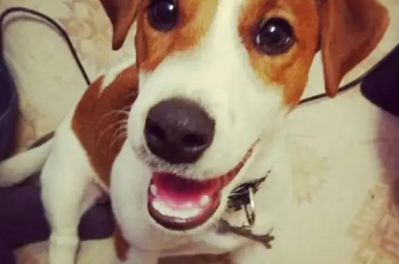 Пропала собака в Парнасе, вознаграждение гарантировано!